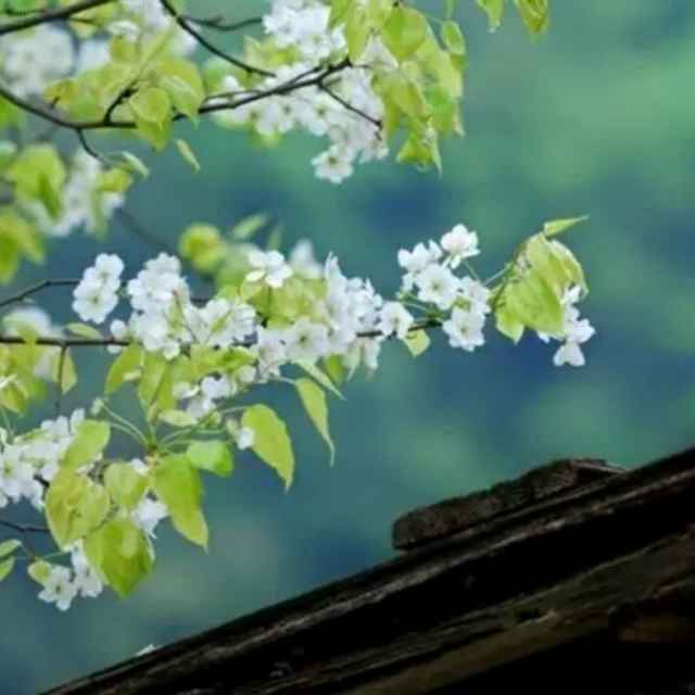 穆紫