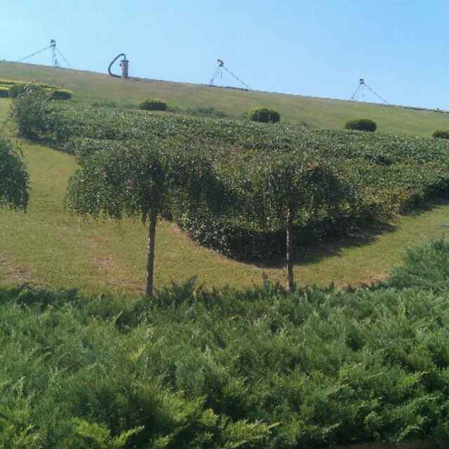 逍遥剑