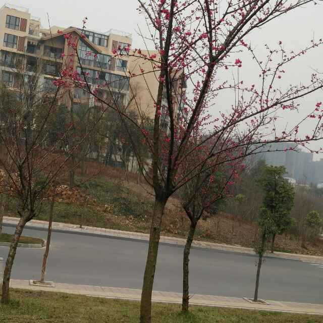 冬阳