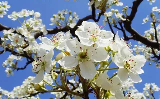 李增梅（希望）