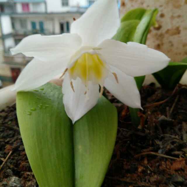 陈孃