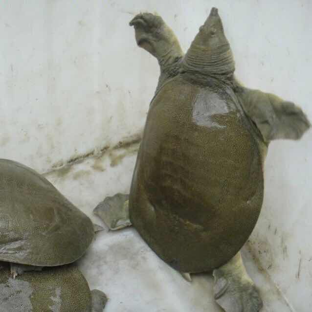 灵桥水乡