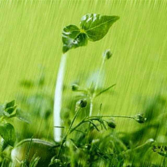 墨菊贾
