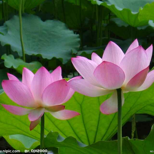 钕人如花，花似梦的头像