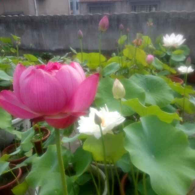 阳阳