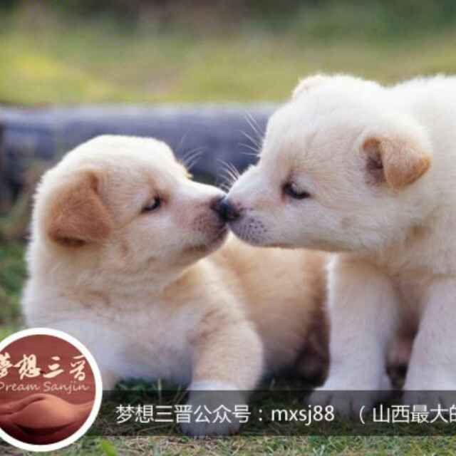 莫丫头