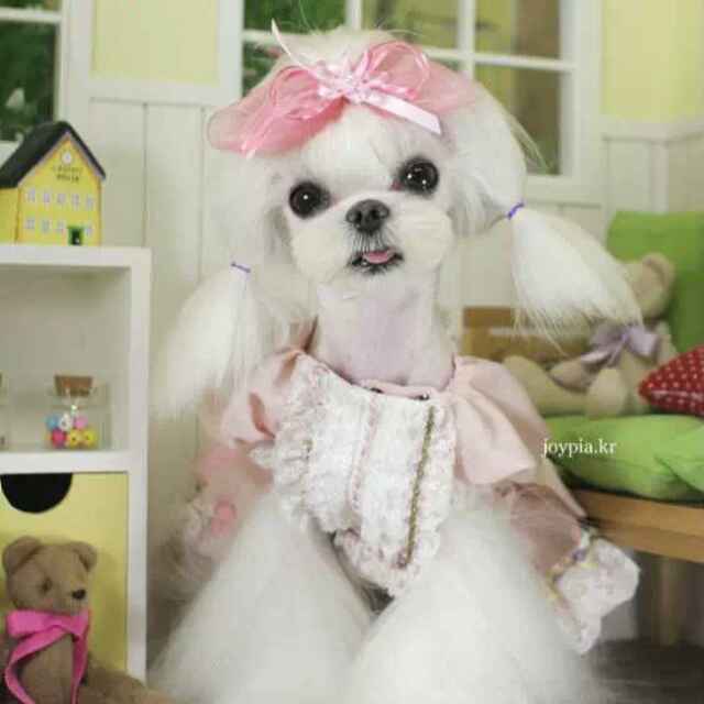 摩卡和迪迪jelly