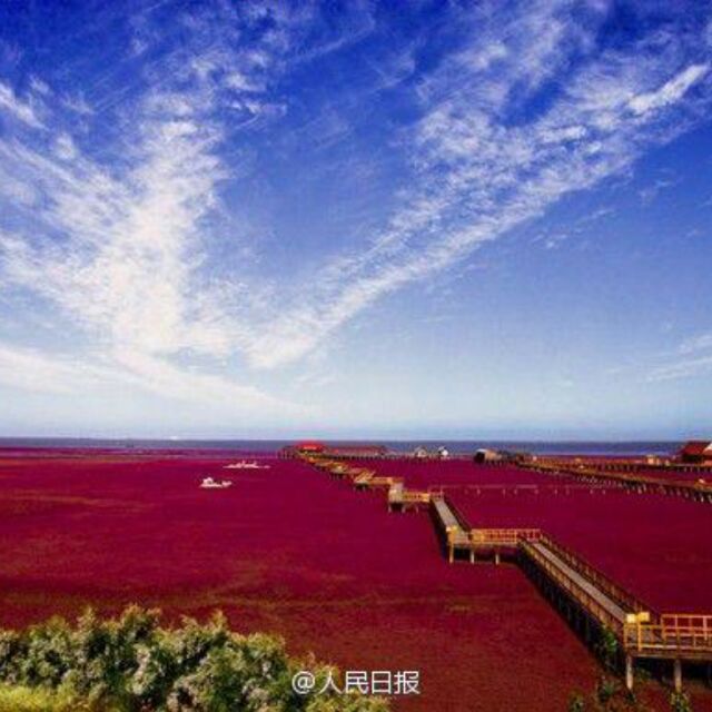 曲华