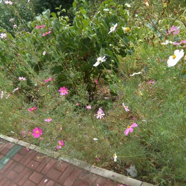 小蘑菇