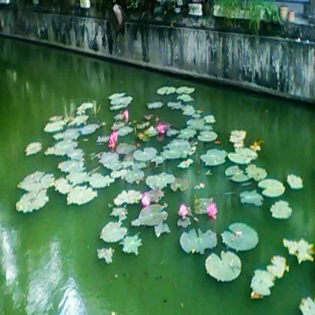 i506231077河花