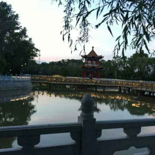 杨