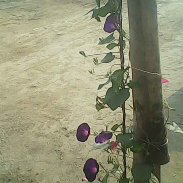 迷芒