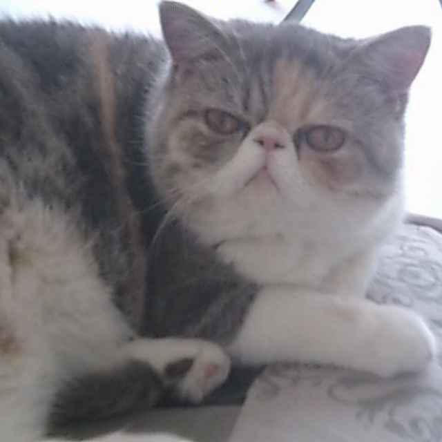小玉
