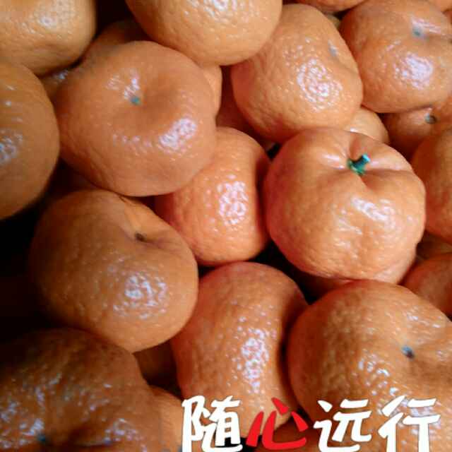 山中红果