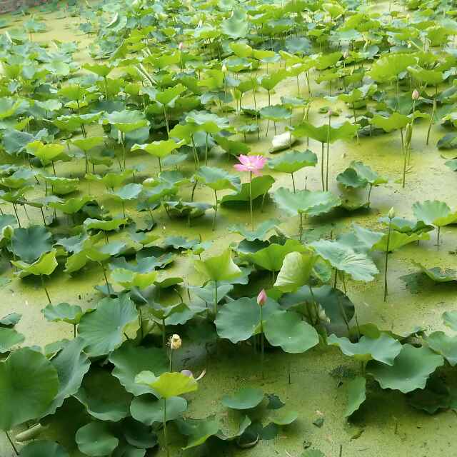 知福随缘