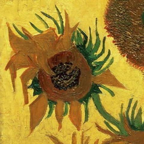 sunflower_213
