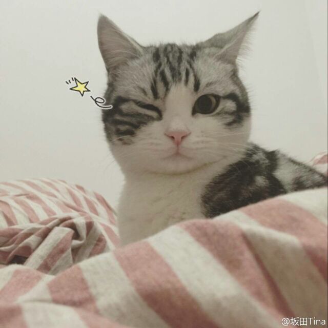 喵帕斯