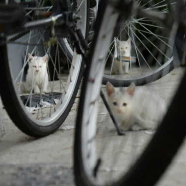 一个人的村庄