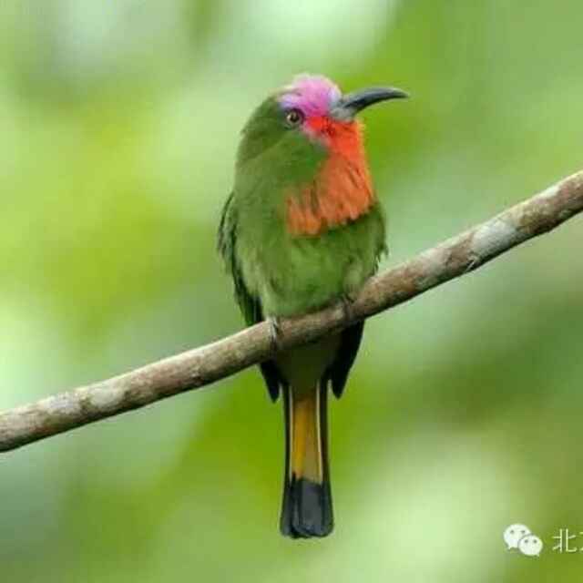 菜鸟
