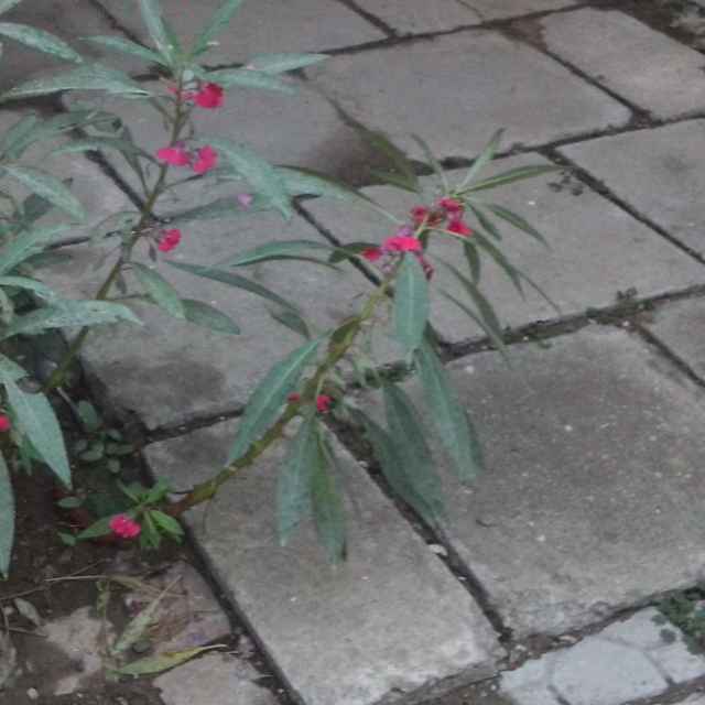 艾雪儿
