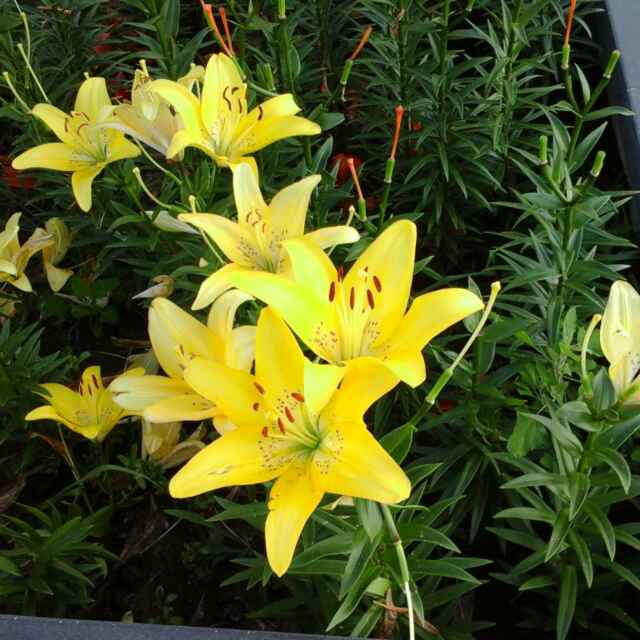绿萝花