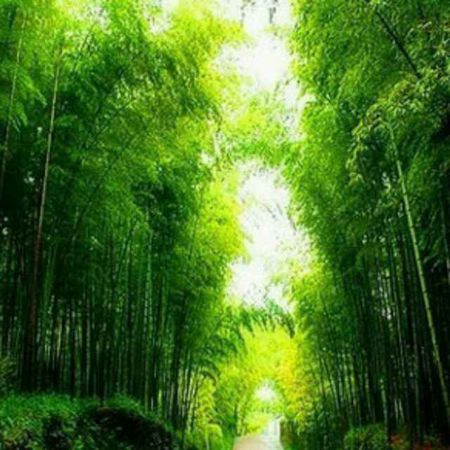 闲时钓鱼人