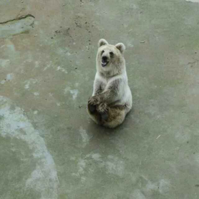 熊大