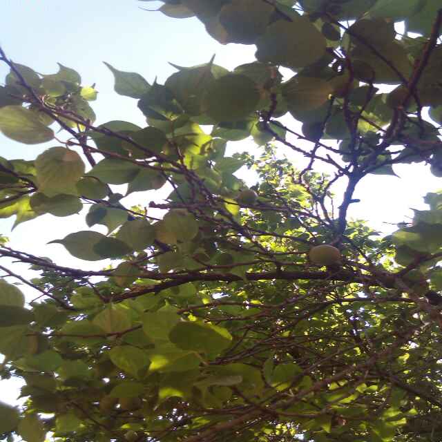镇丞