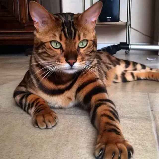 宅猫的头像
