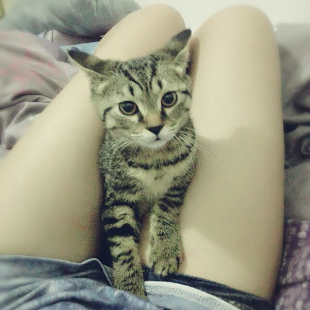 🐈了个咪的头像