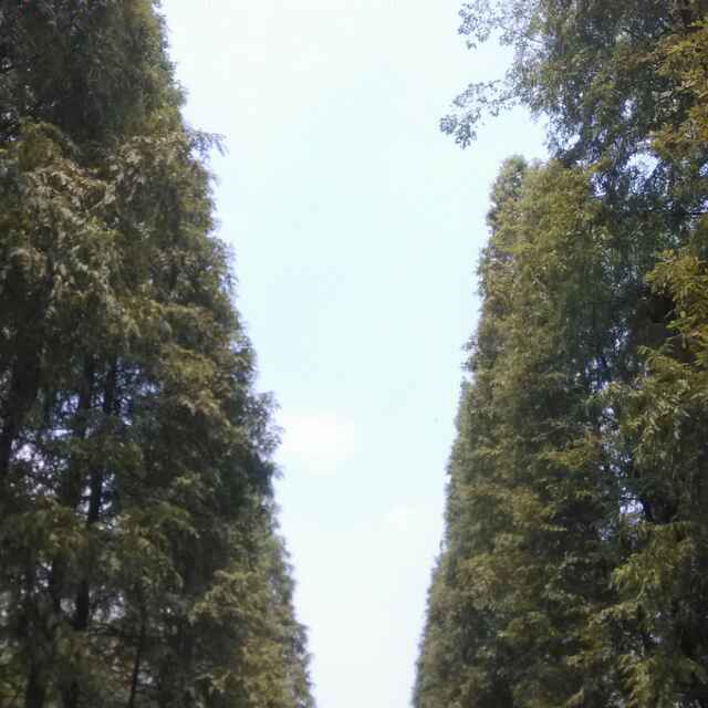 一片绿叶