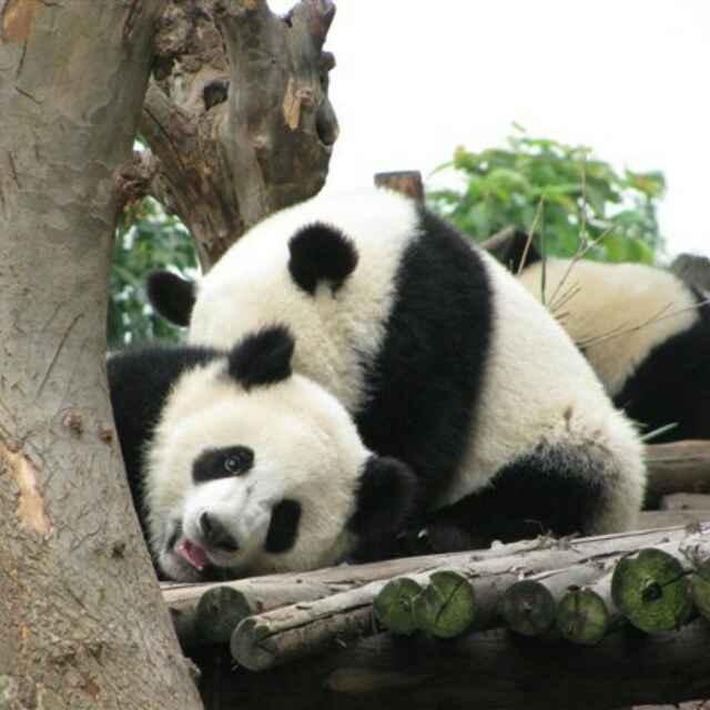 周沐清