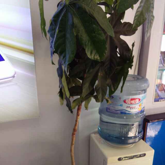 落叶归根