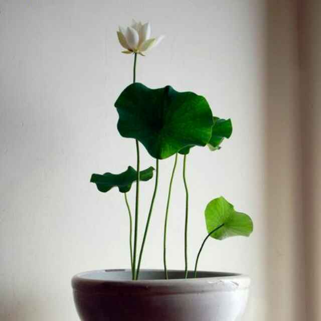清一
