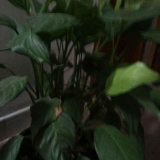 秋雨