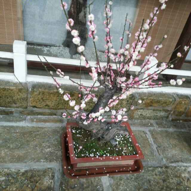 通州许冬梅