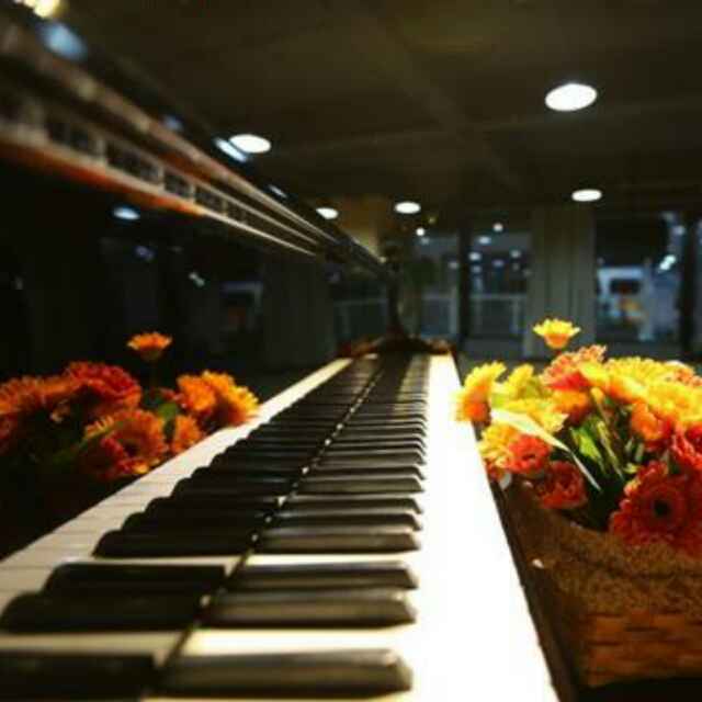 pianoliu