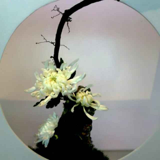 沂蒙秋菊