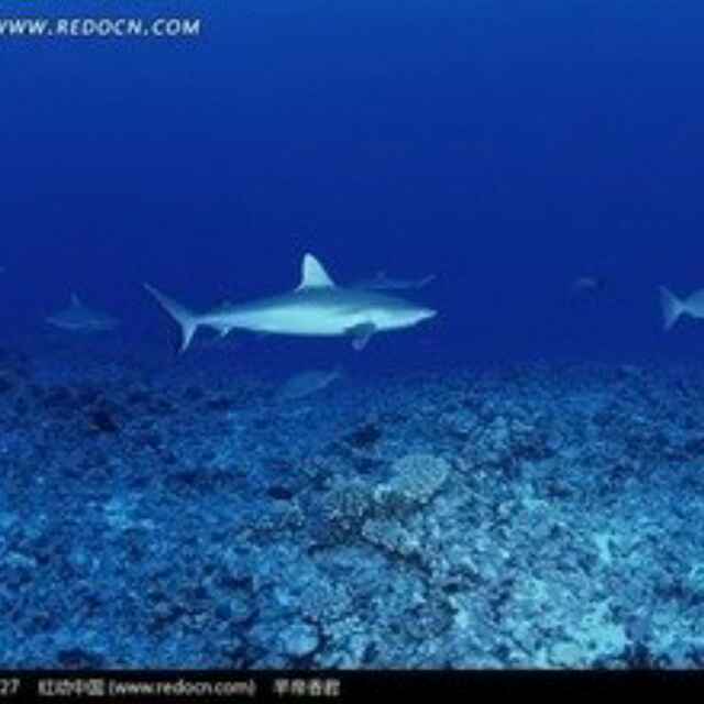 珊瑚鲨鱼