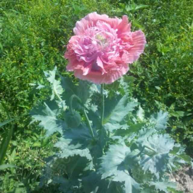 福州~悟本&海清