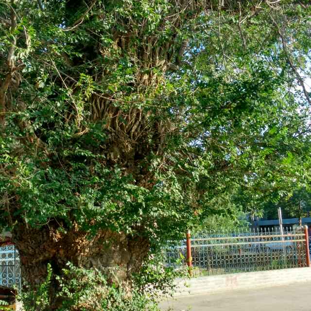 糊涂虫