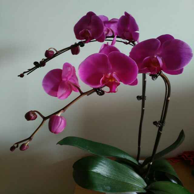 张佩芳
