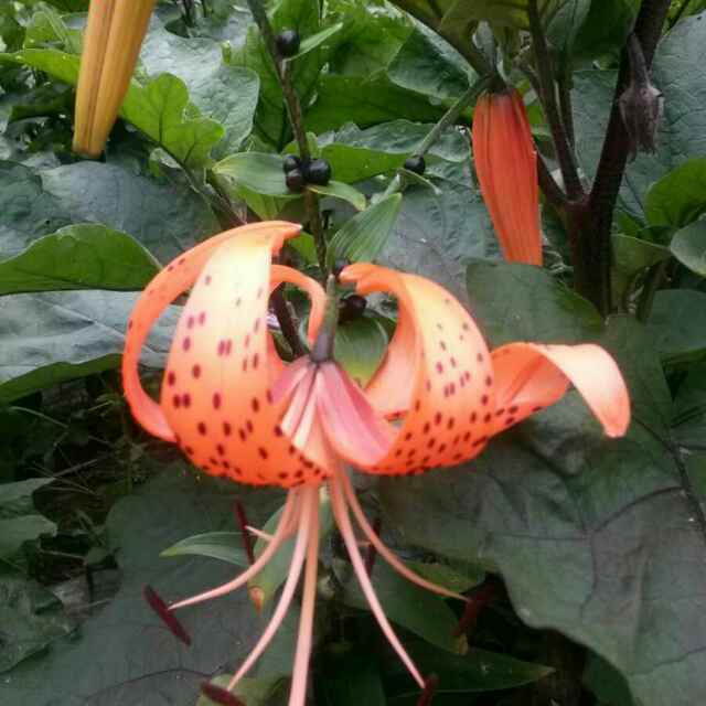 小熊