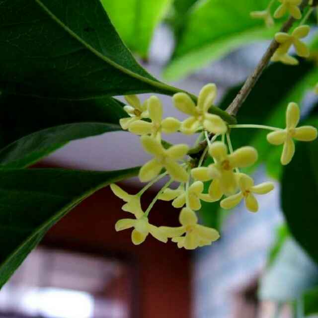 桂子花开