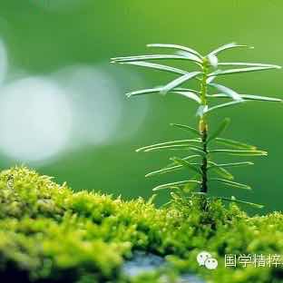 马淑霞