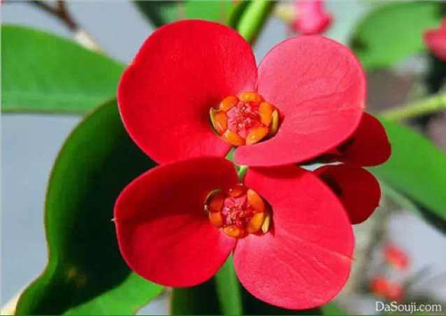 赵花