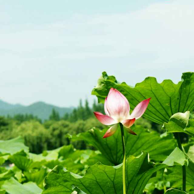 袁文红