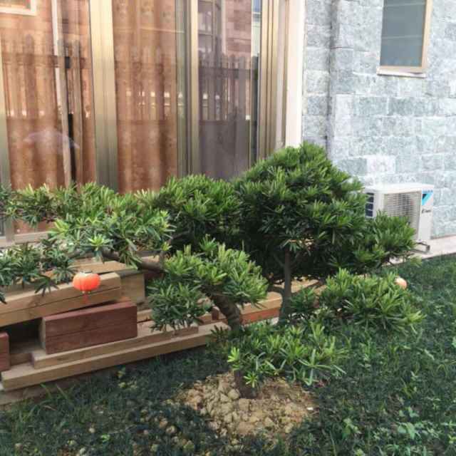 芳芳_9872