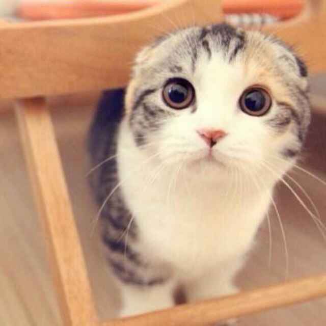 番茄炒蛋呢