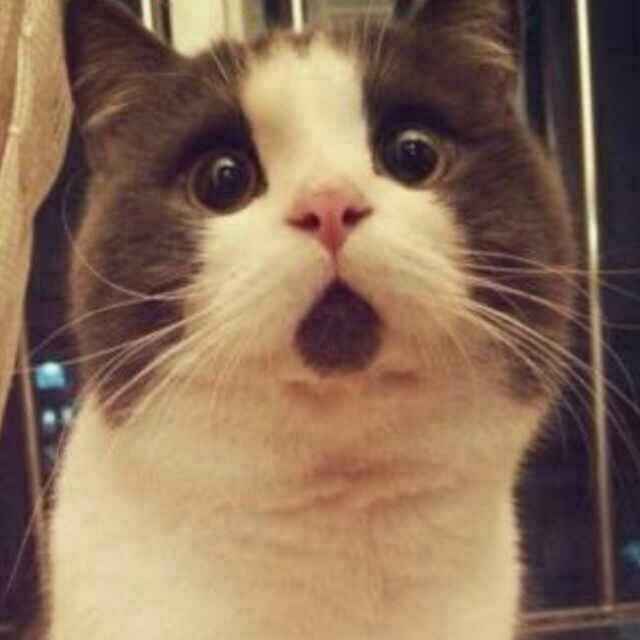 吃猫的鱼_756
